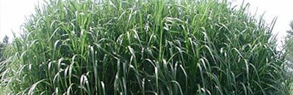 Miscanthus